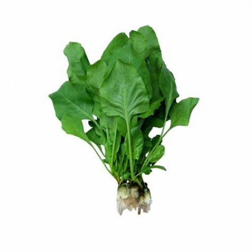 FEUILLES DE DAHA (1 BOTTE)