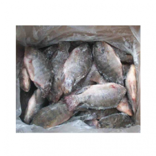 CARPE NOIRE/GRISE - MOYEN - GROS  (10kg)