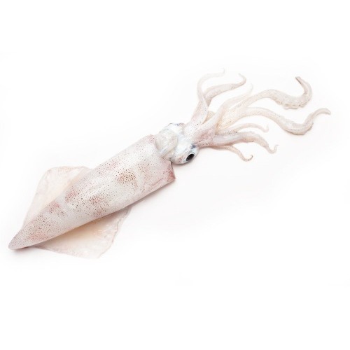 CALAMAR  (1kg)
