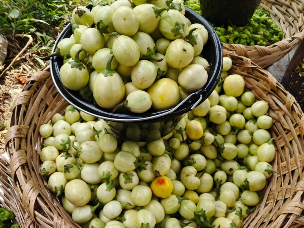 AUBERGINE GROSSE (Seau)