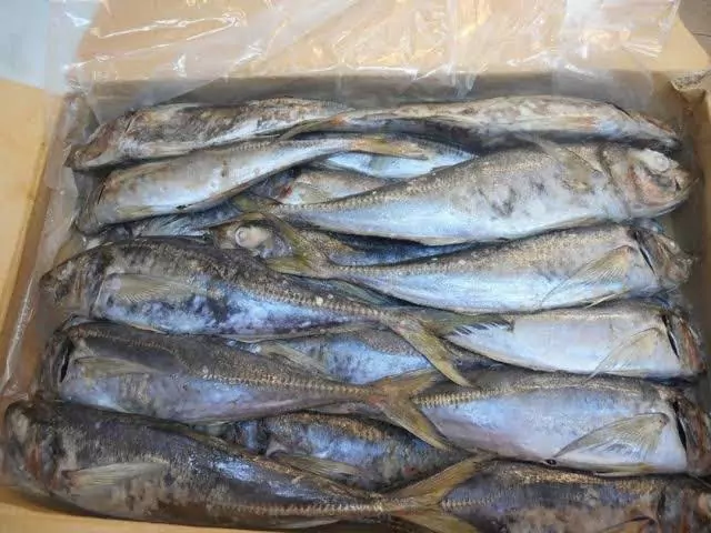 CHINCHARD - MOYEN (10kg)